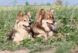 CHIEN FINNOIS DE LAPONIE 464